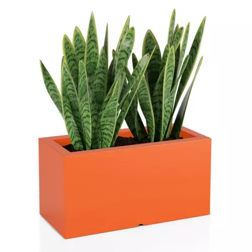 Sansevieria laurenti w pomarańczowej donicy Lungo