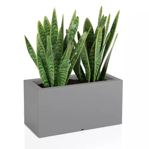 Sanseviera w szarej donicy Lungo