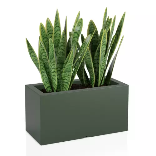 Sanseviera w zielonej donicy Lungo