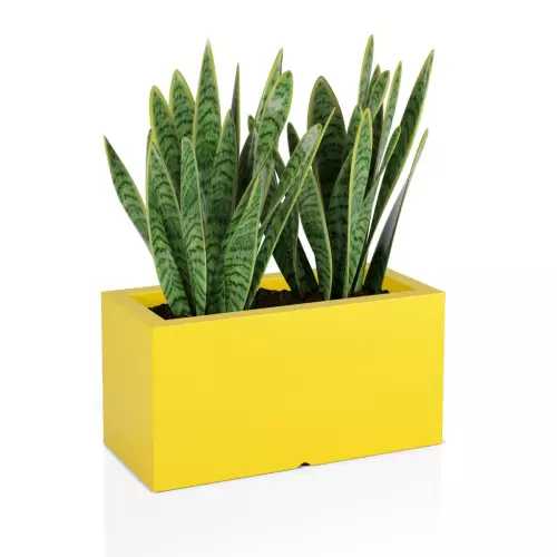 Sanseviera w żółtej donicy Lungo