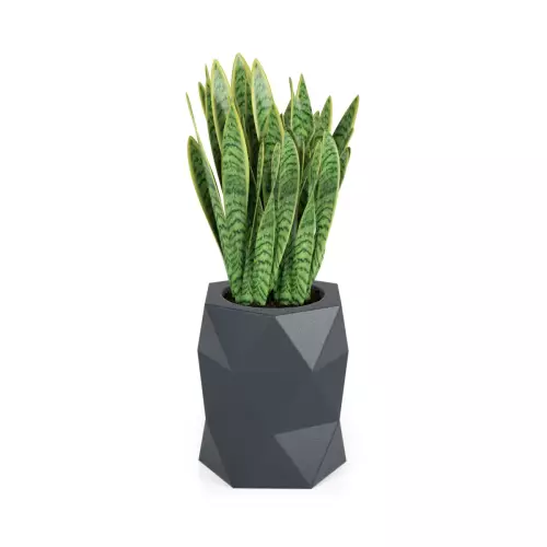 Sansevieria gwinejska w antracytowej donicy MODENA