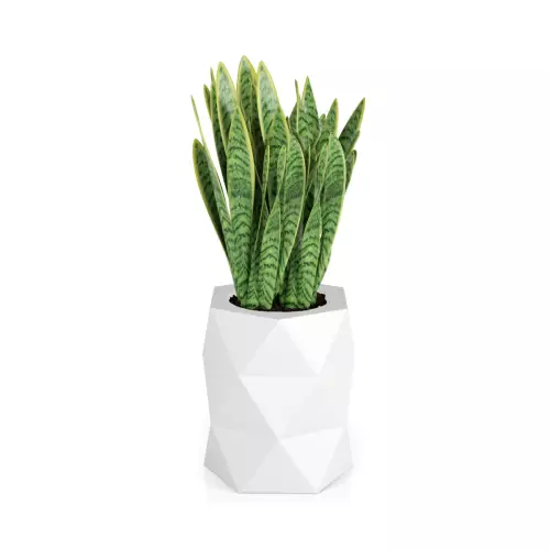 Sansevieria gwinejska w antracytowej donicy MODENA