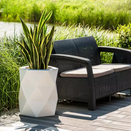 Sansevieria w białej donicy MODENA