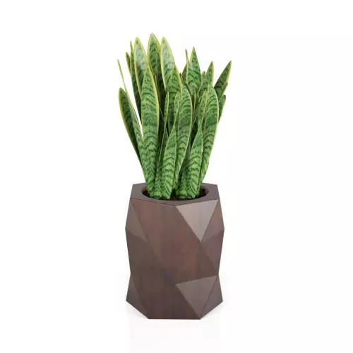 Sansevieria gwinejska w donicy MODENA corten