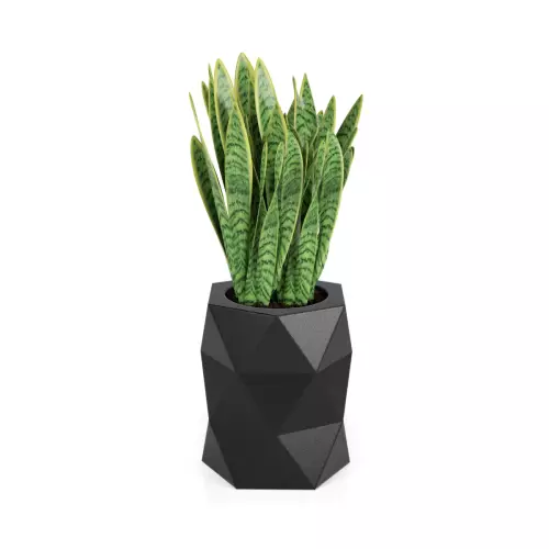 Sansevieria gwinejska w donicy MODENA