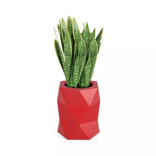 Sansevieria gwinejska w czerwonej donicy MODENA