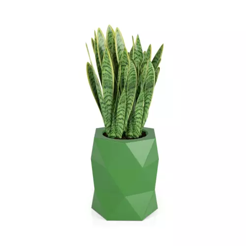 Sansevieria gwinejska w limonkowej donicy MODENA