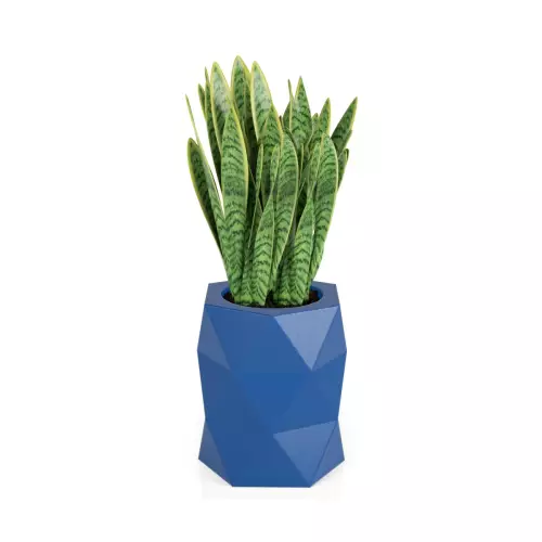 Sansevieria gwinejska w niebieskiej donicy MODENA