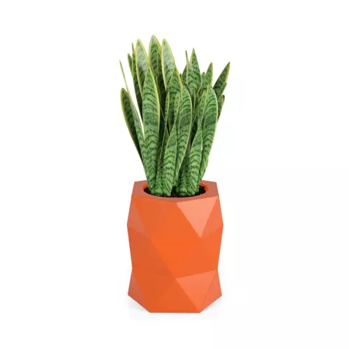 Sansevieria gwinejska w pomarańczowej donicy MODENA