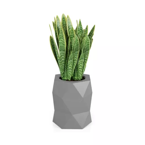 Sansevieria gwinejska w szarej donicy MODENA