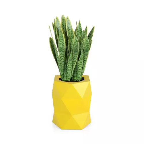 Sansevieria gwinejska w żółtej donicy MODENA