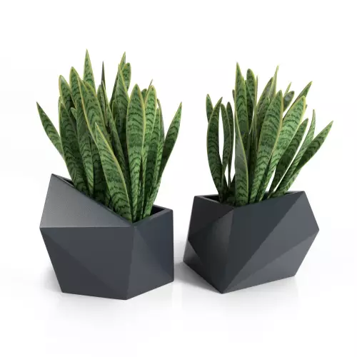 Antracytowe donice Astro z Sansevierią