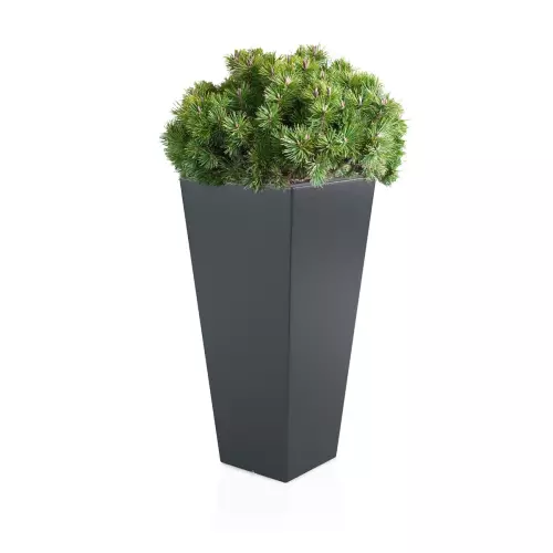 Antracytowa donica Slim Line M zestawienie z niską rośliną