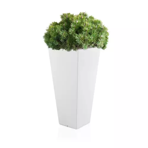 Biała donica Slim Line M zestawienie z niską rośliną