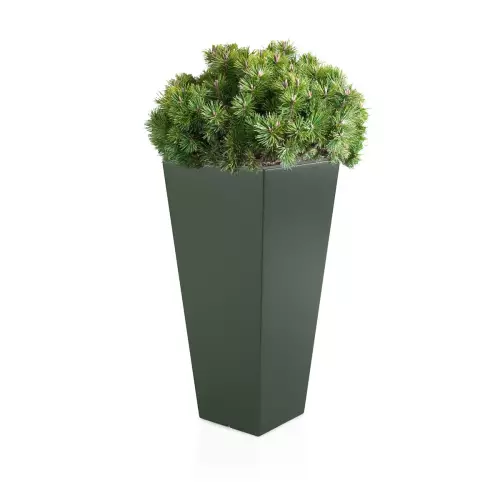 Zielona donica Slim Line M zestawienie z niską rośliną