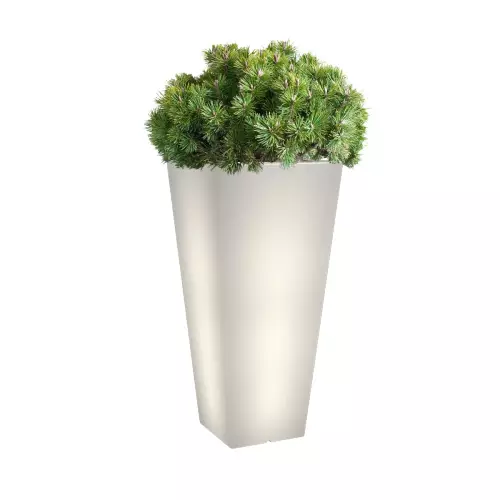 Biała, podświetlana donica Slim Line M zestawienie z niską rośliną