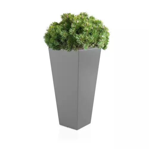 Szara donica Slim Line M zestawienie z niską rośliną