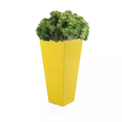 Żółta donica Slim Line M zestawienie z niską rośliną