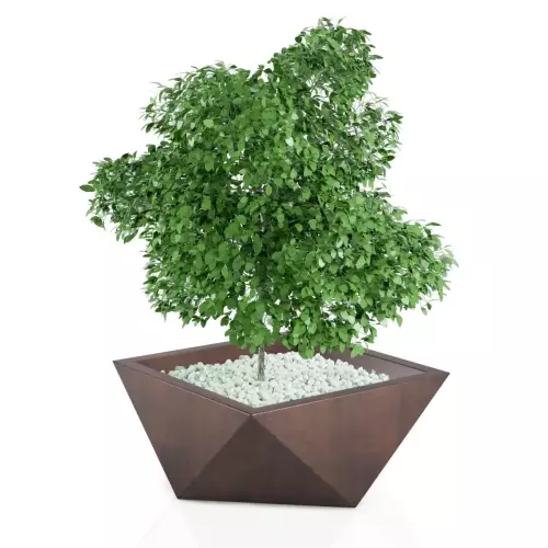 Fikus bejamina w donicy Vendetta w brązowym kolorze stali corten