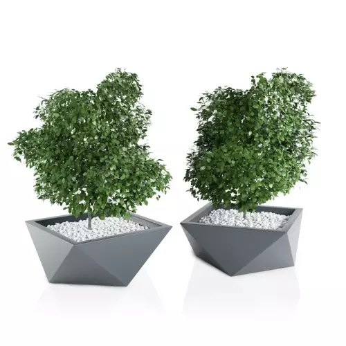 Szare donice Vendetta z fikusem benjamina