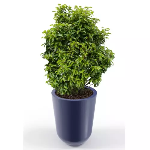 Niebieska donica Westa z zasadzoną laurowiśnią