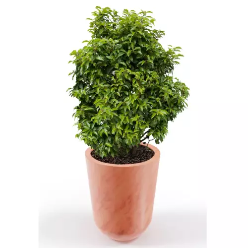 Laurowiśnia w donica Westa o odcieniu terakota