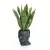 Sansevieria w antracytowej donicy Adonis