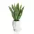 Sansevieria w białej donicy Adonis