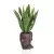 Sansevieria w brązowej donicy Adonis