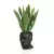 Sansevieria w czarnej donicy Adonis
