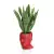 Sansevieria w czerwonej donicy Adonis