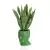 Sansevieria w limonkowej donicy Adonis