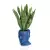 Sansevieria w niebieskiej donicy Adonis