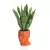 Sansevieria w pomarańczowej donicy Adonis