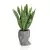 Sansevieria w szarej donicy Adonis