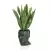 Sansevieria w zielonej donicy Adonis