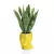 Sansevieria w żółtej donicy Adonis