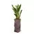 Zamioculcas w donicy ASTI kolor corten
