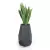 Sansevieria w antracytowej donicy Bari