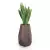 Sansevieria w brązowe donicy Bari