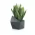 Sansevieria w antracytowej donicy Astro