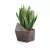 Sansevieria donicy Astro w kolorze stali typu corten
