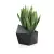 Sansevieria w czarnej donicy Astro