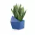 Sansevieria w niebieskiej donicy Astro