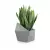 Sansevieria w szarej donicy Astro