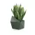 Sansevieria w zielonej donicy Astro