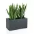 Sansevieria w antracytowej donicy Lungo