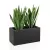 Sansevieria w czarnej donicy Lungo