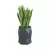 Sansevieria gwinejska w antracytowej donicy MODENA