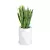 Sansevieria gwinejska w antracytowej donicy MODENA